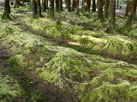 Moos bedeckt den Boden im Zedernwald - Insel São Miguel